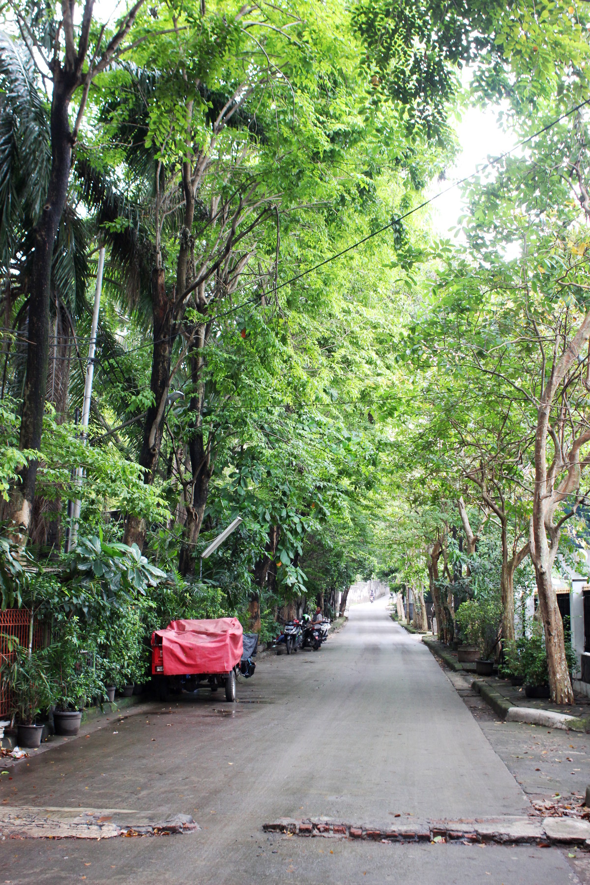 Trees in Jakarta