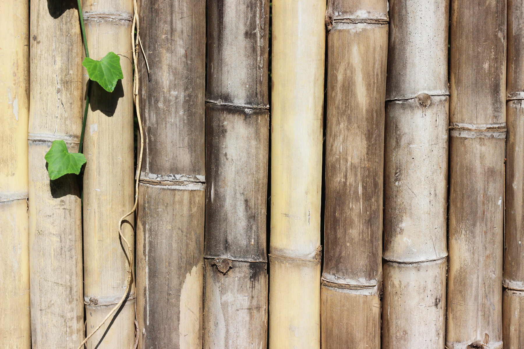 Bamboo wall