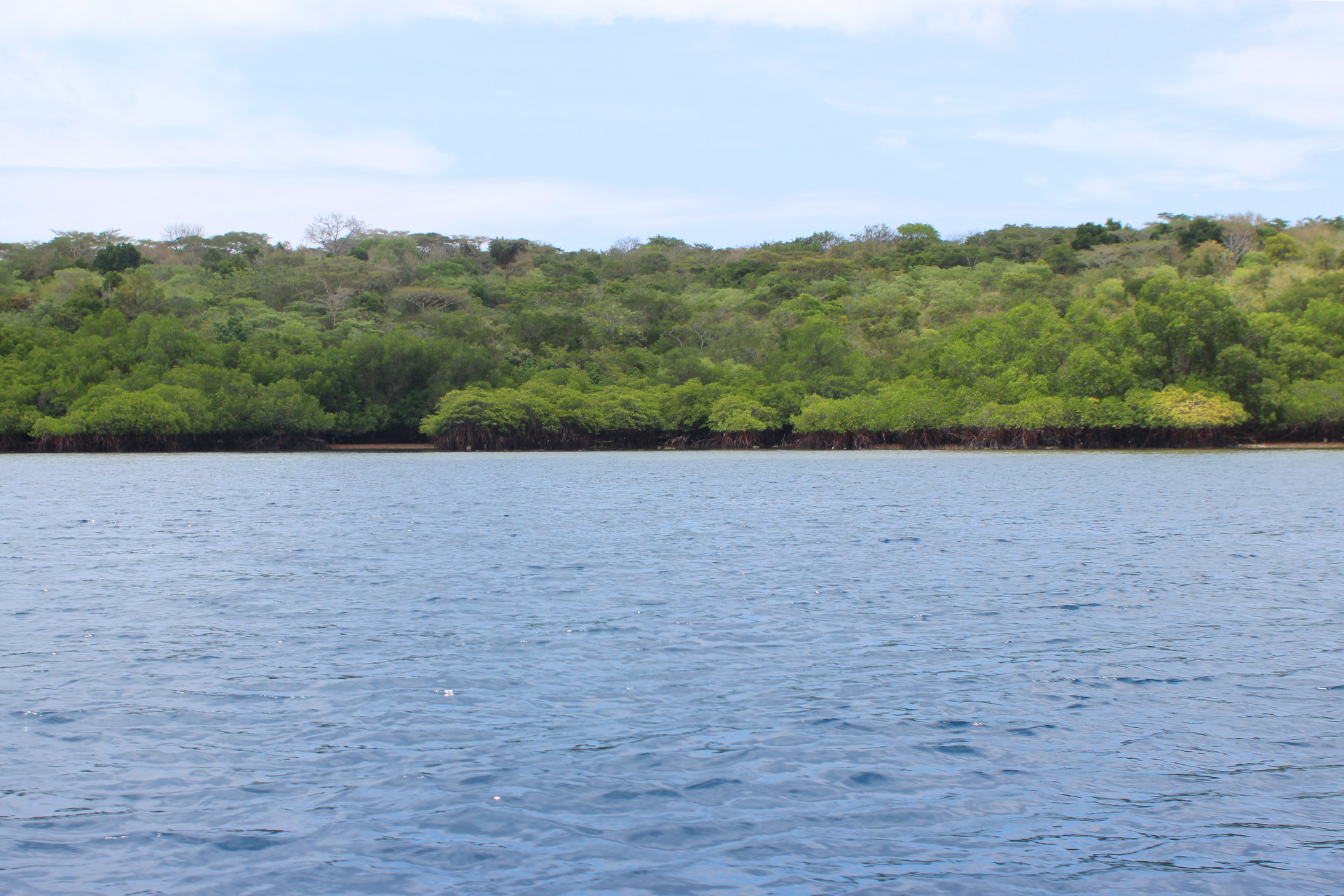 Mangrove in Menjangan Park