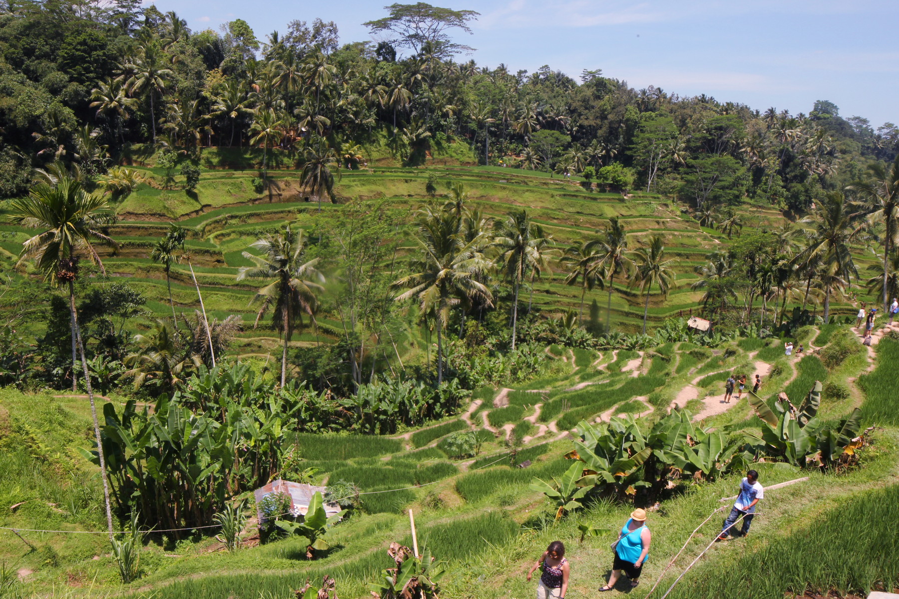 Ricefields