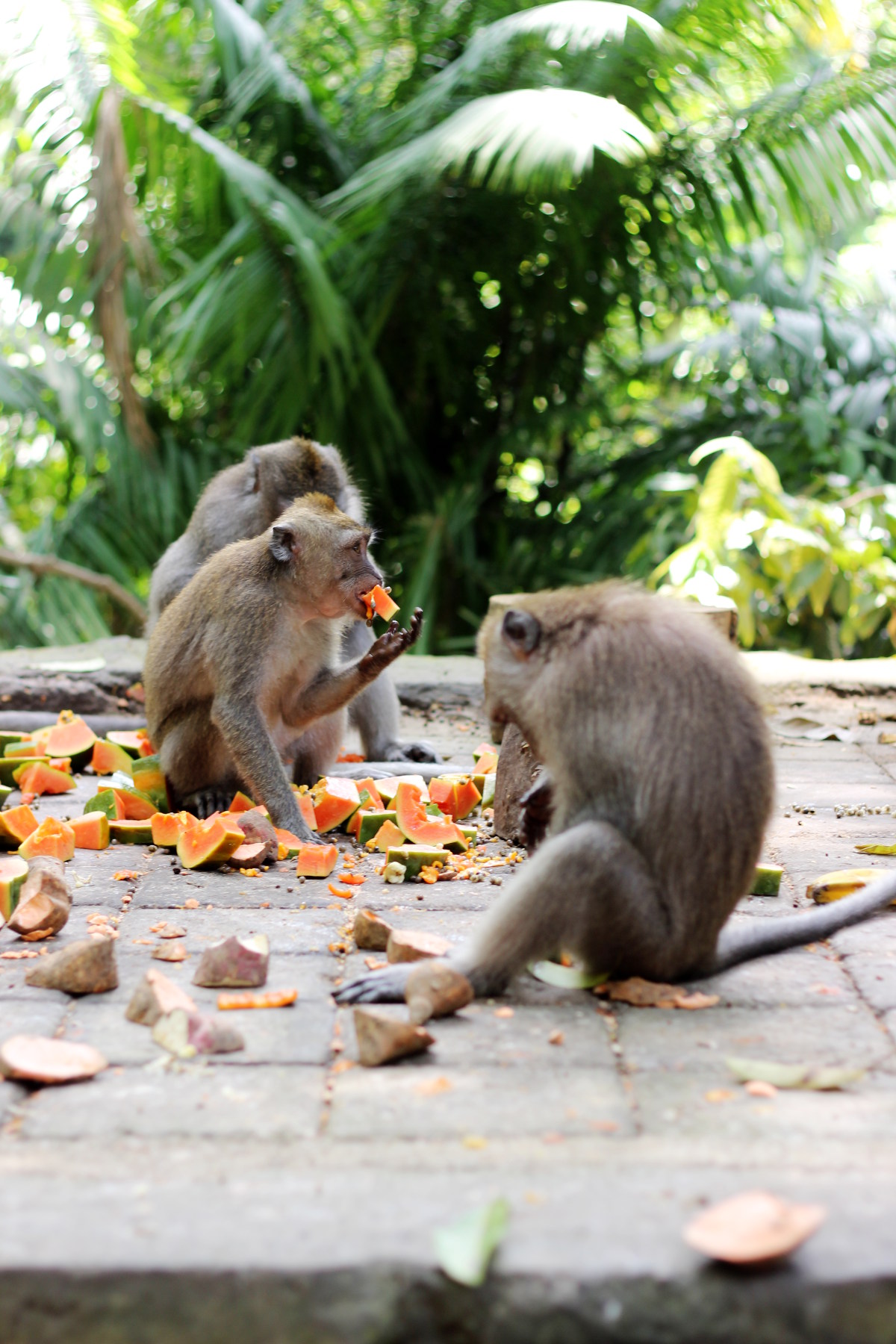 Monkeys eating