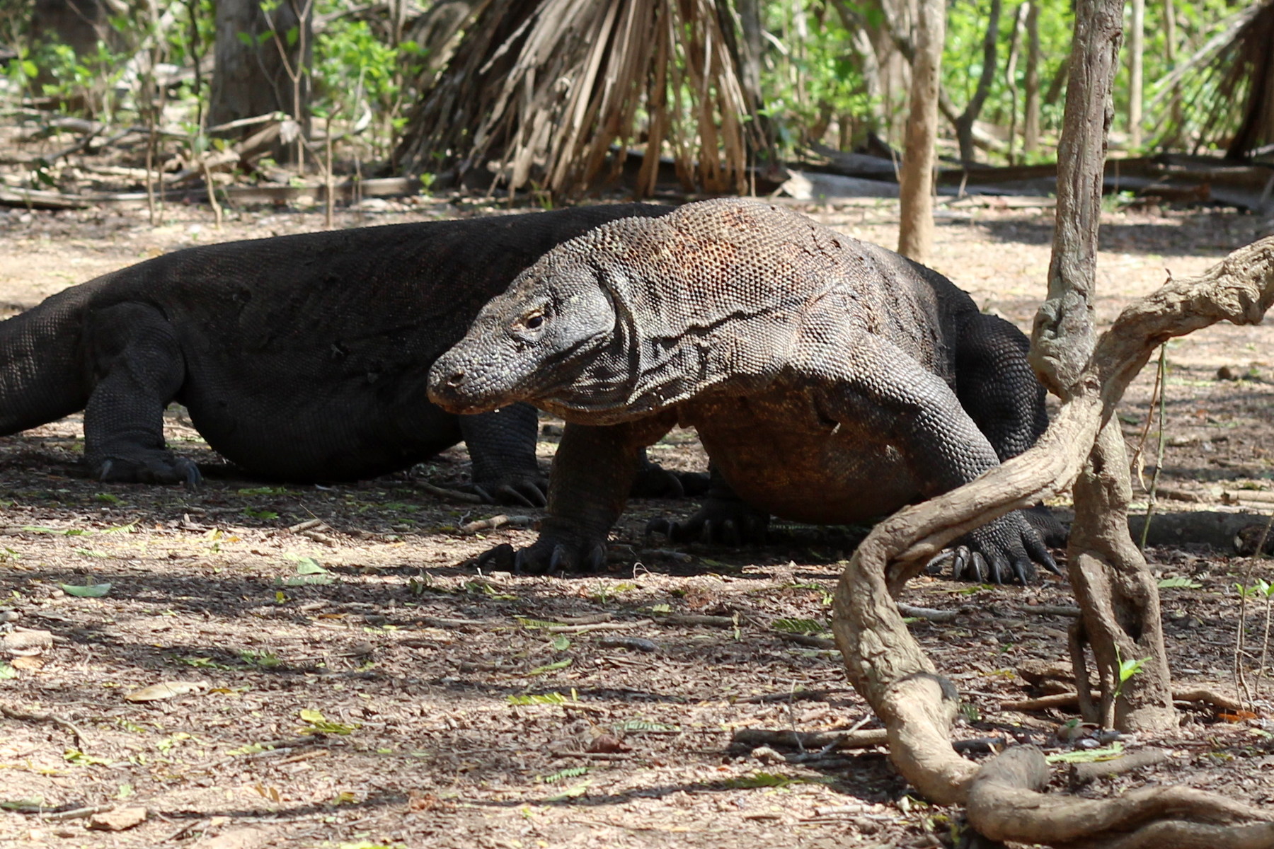 The Komodo Dragon