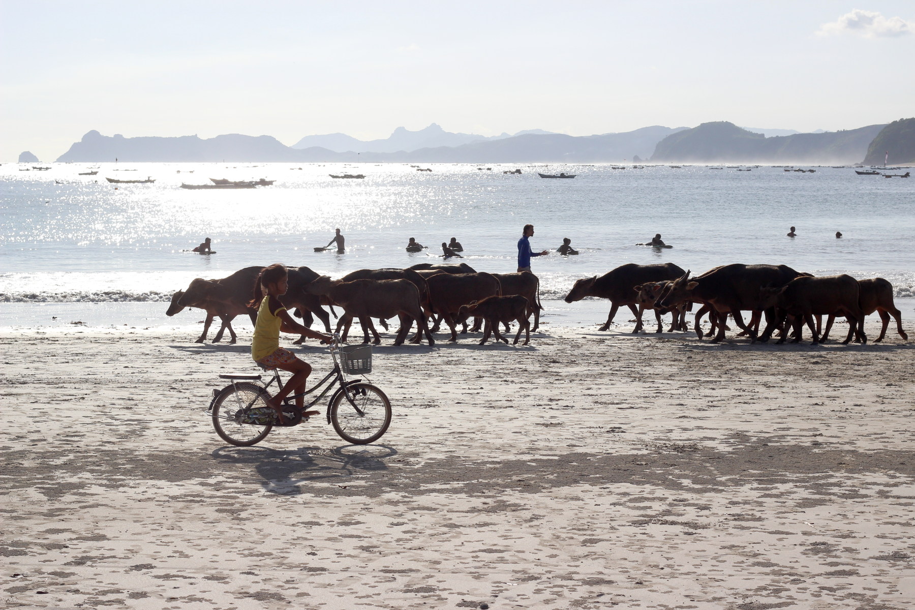 Cows and bycicle on the beach