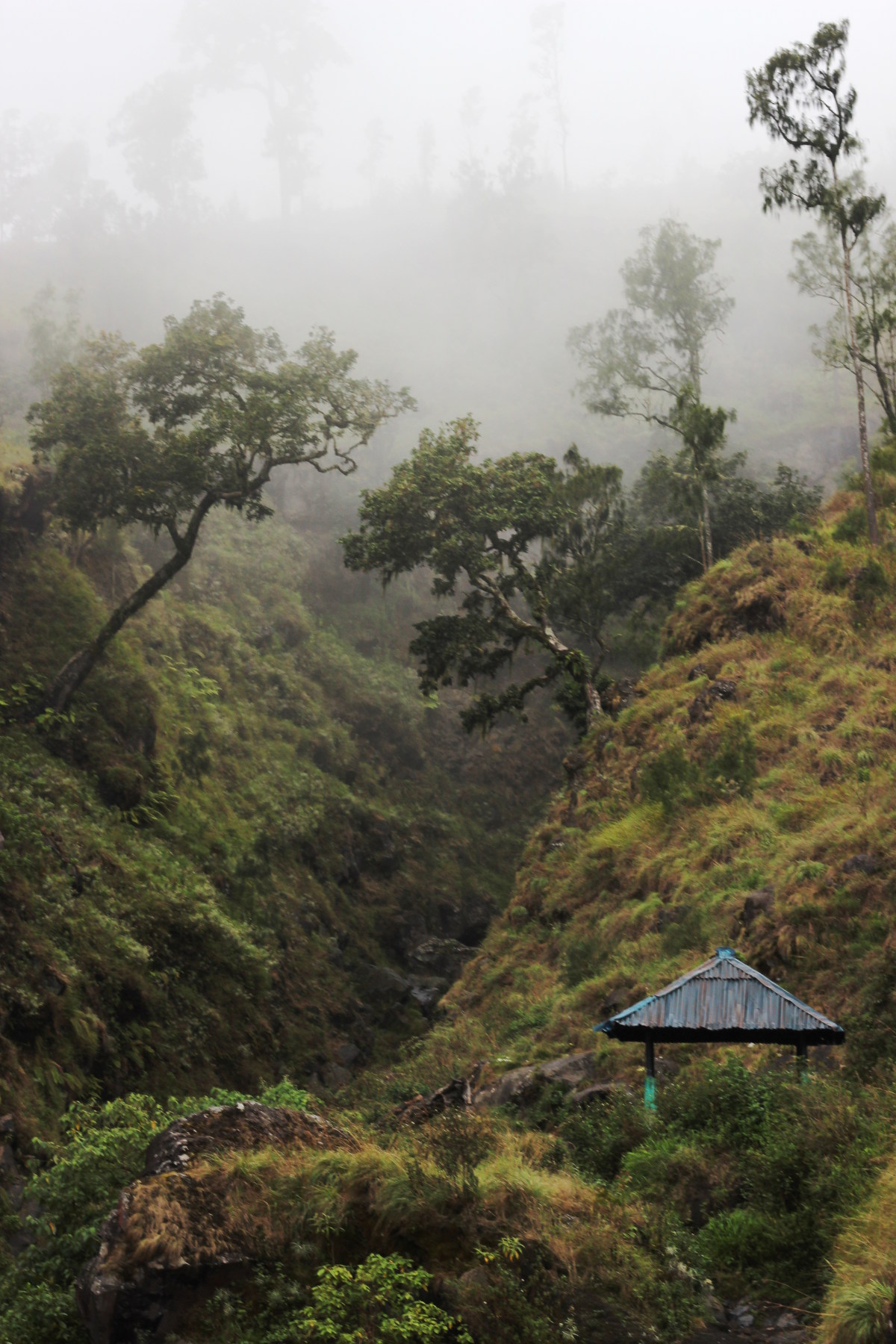 Small house in the jungle